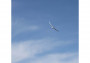 E-flite Night Radian 2.0m BNF Basic